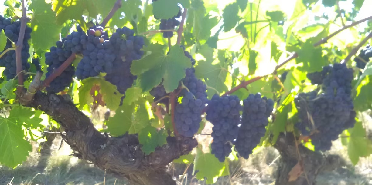 imgi_3_879b0e_45bfc90bec0a4951820b88e08788ac75~mv2